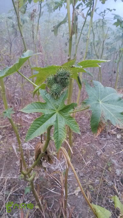 2013-11-02镇门峪西厢行者峪岳峪黄连峪IMG_20131102_150006_眸目压缩