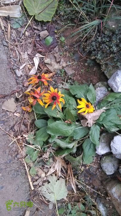 2013-11-02镇门峪西厢行者峪岳峪黄连峪IMG_20131102_151347_眸目压缩