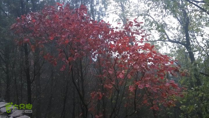 2013-11-02镇门峪西厢行者峪岳峪黄连峪IMG_20131102_154540_眸目压缩