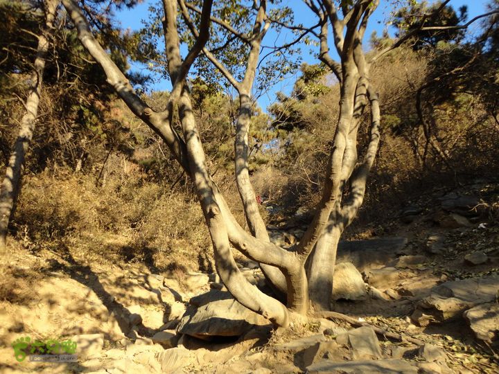 香山到望儿山07