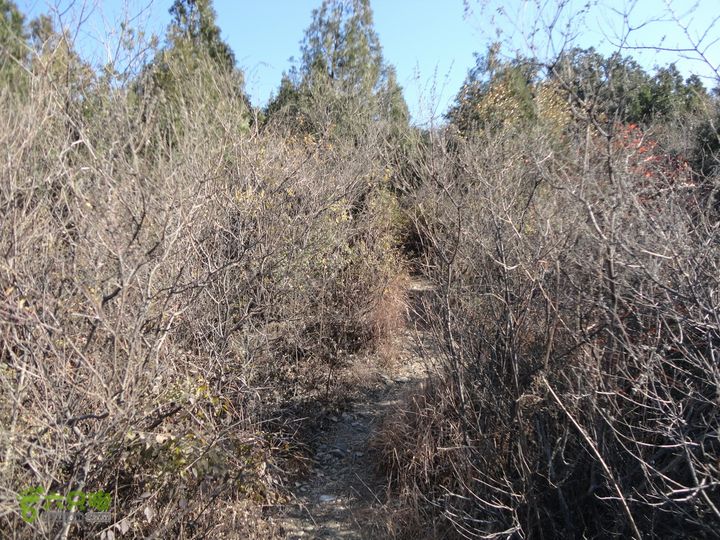 香山到望儿山荆棘小道