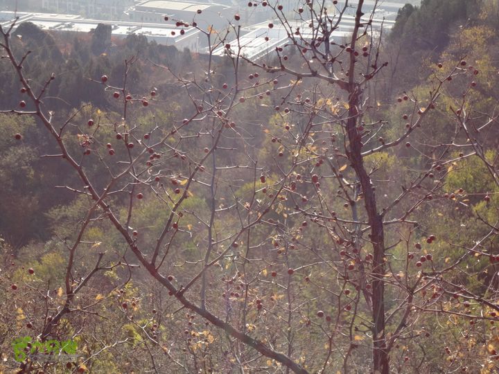 香山到望儿山酸枣满枝（干酸枣）