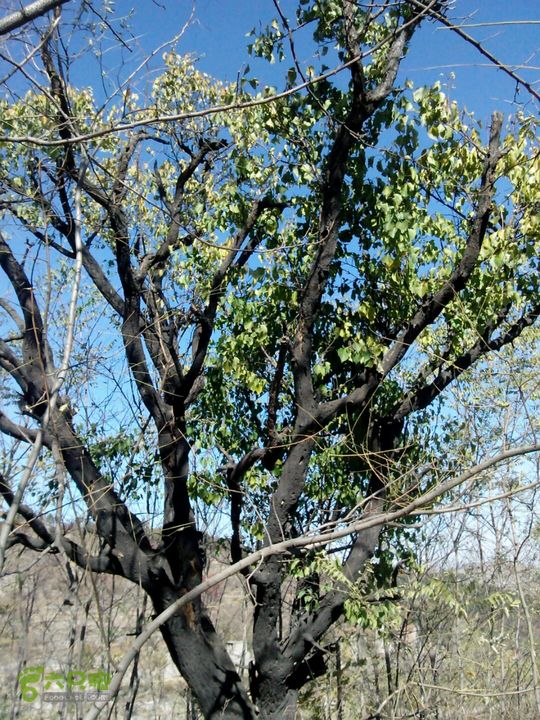 卧铺——三界碑——镇门峪——西厢——卧铺2013-11-07 10:23:23