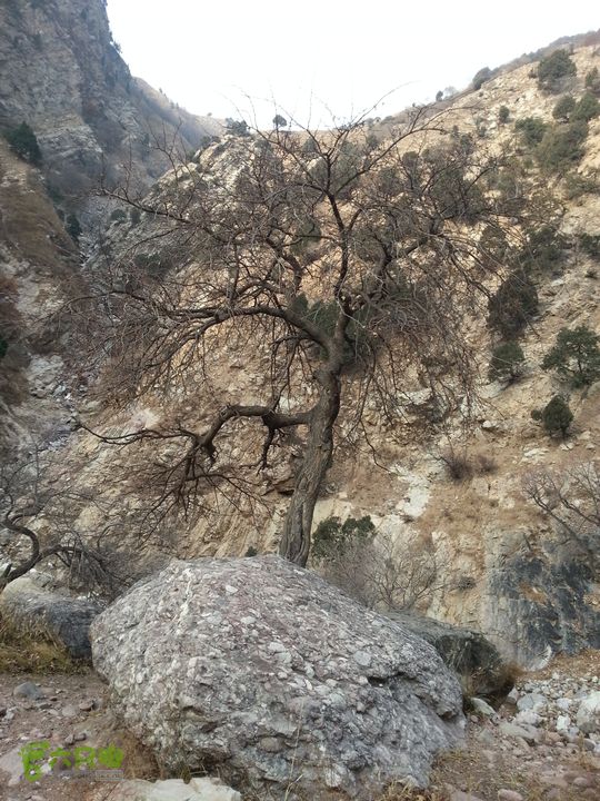 包头九峰山背锅沟-第二瀑布-垭口-黄油沟桑树已经冬眠了