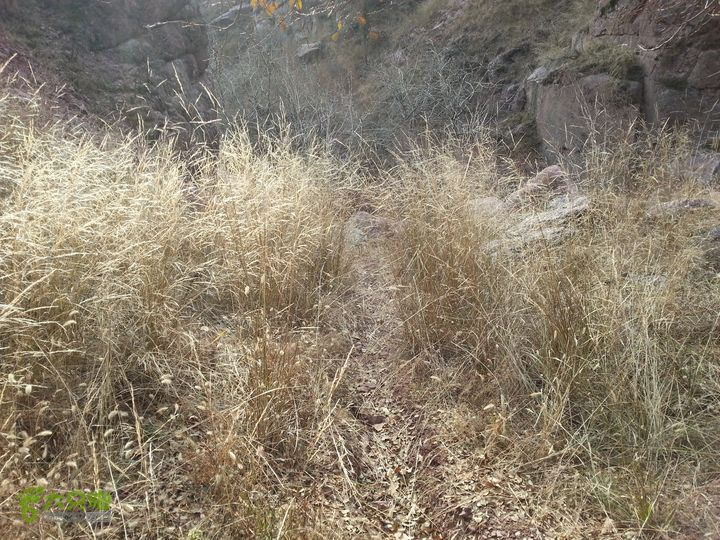 包头九峰山背锅沟-第二瀑布-垭口-黄油沟路上的草尽管已经枯萎，但还是有一人多高