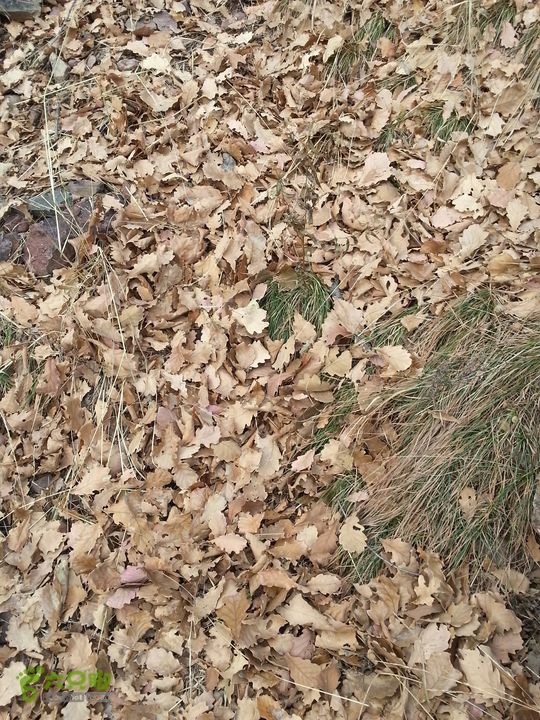 包头九峰山背锅沟-第二瀑布-垭口-黄油沟满地的落叶，路痕无踪影