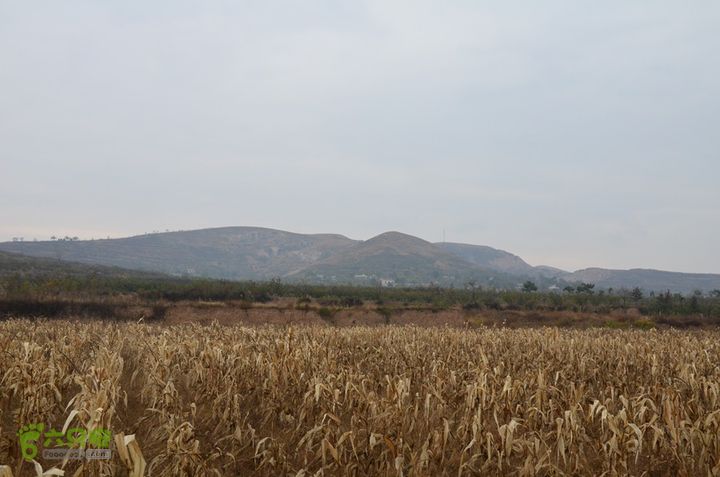 骑行富平唐定陵、唐章陵、唐简陵DSC_0046