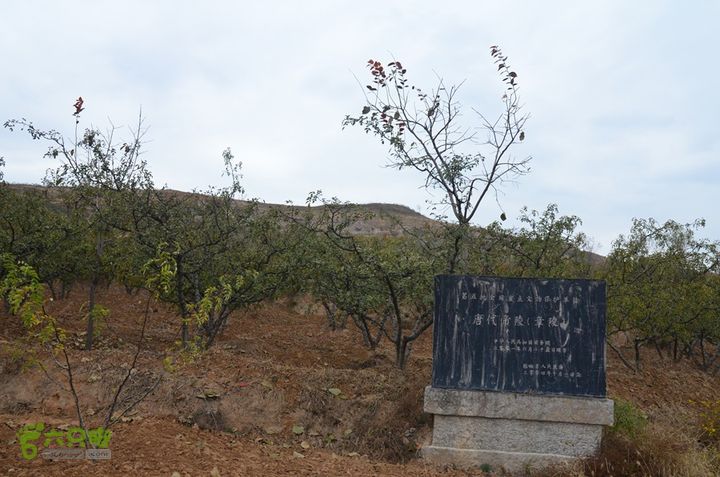 骑行富平唐定陵、唐章陵、唐简陵DSC_0085