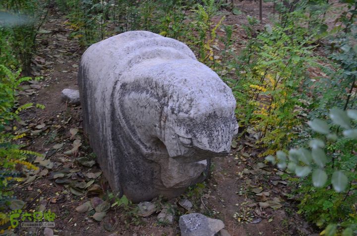 骑行富平唐定陵、唐章陵、唐简陵DSC_0121