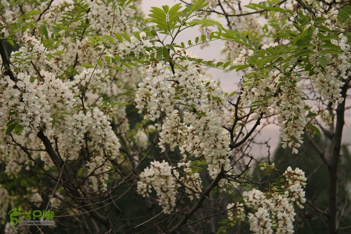 济南龙洞山探路20120429IMG_0130