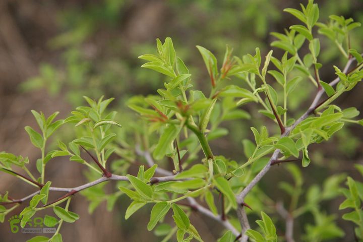 济南龙洞山探路20120429IMG_0144