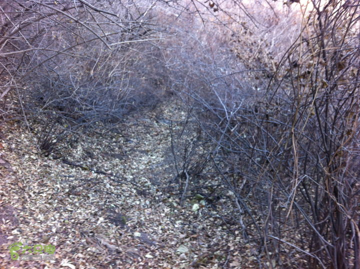 狼儿峪-禅房古道-禅房-三岔-狼儿峪满路荆棘