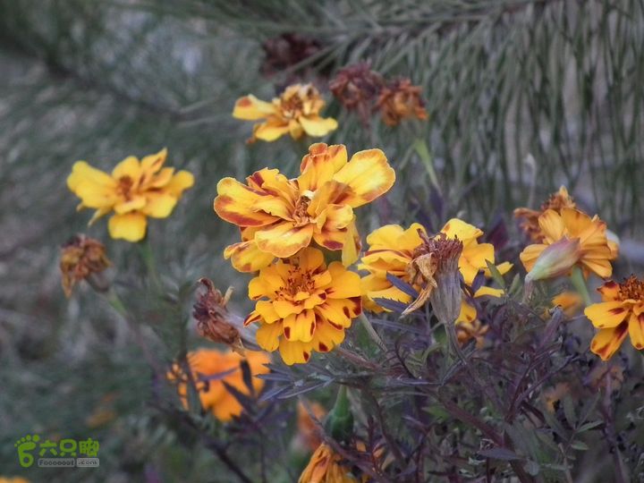 盘山DSCF1406_眸目压缩