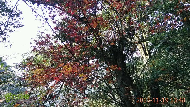 宜春明月山～羊狮慕～武发客栈～金顶～萍乡武功山2013-11-19 13:48:56