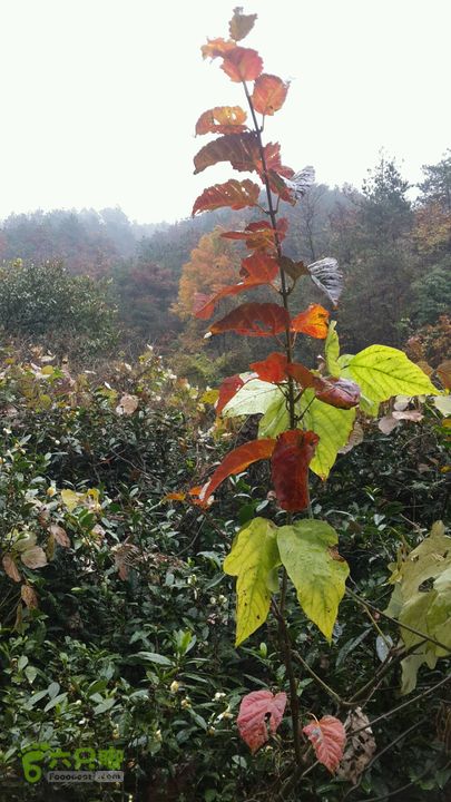 西霞坑古道2013-11-24 11:41:13