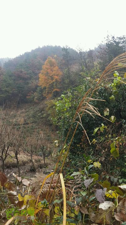 西霞坑古道2013-11-24 11:42:38