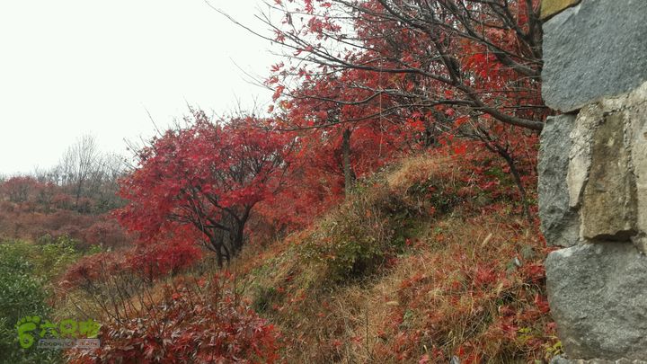 西霞坑古道2013-11-24 14:09:16