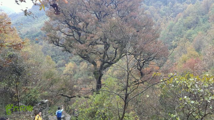 西霞坑古道2013-11-24 14:23:51