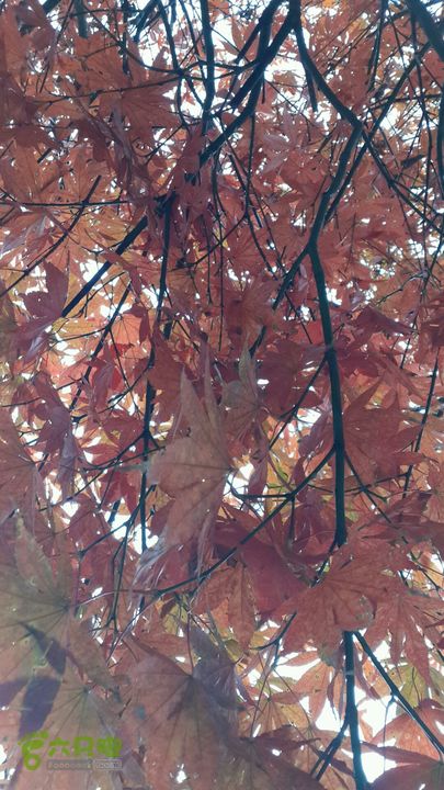 西霞坑古道2013-11-24 15:16:54