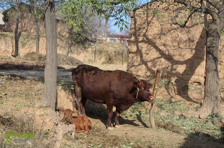 骑行三原天井岸村寻找汉代“天脐”遗址DSC_0069