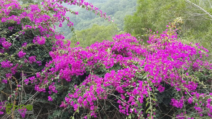 万石园林植物园（东门、国防园、花卉园、北门）2013-12-07 12:24:21