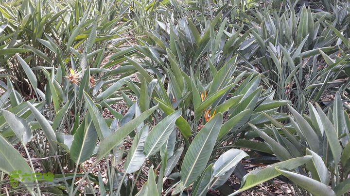 万石园林植物园（东门、国防园、花卉园、北门）2013-12-07 12:37:38