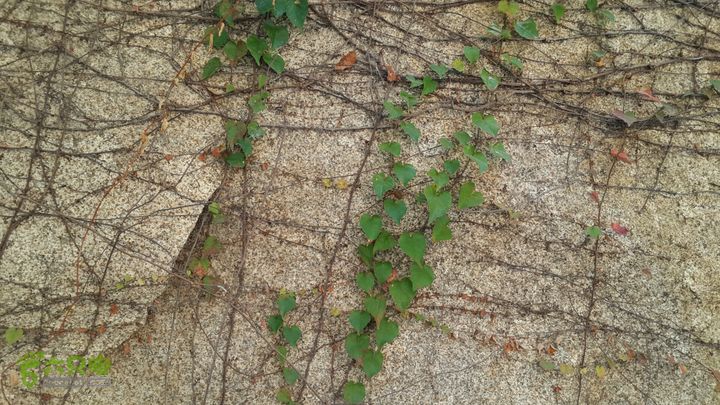 万石园林植物园（东门、国防园、花卉园、北门）2013-12-07 12:50:08