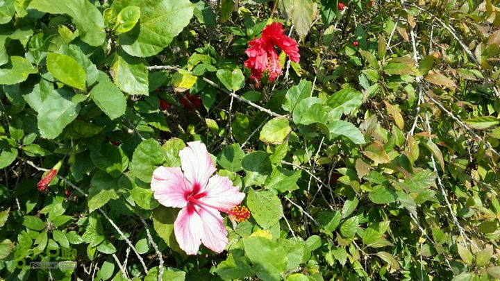 万石园林植物园（东门、国防园、花卉园、北门）2013-12-07 12:55:52