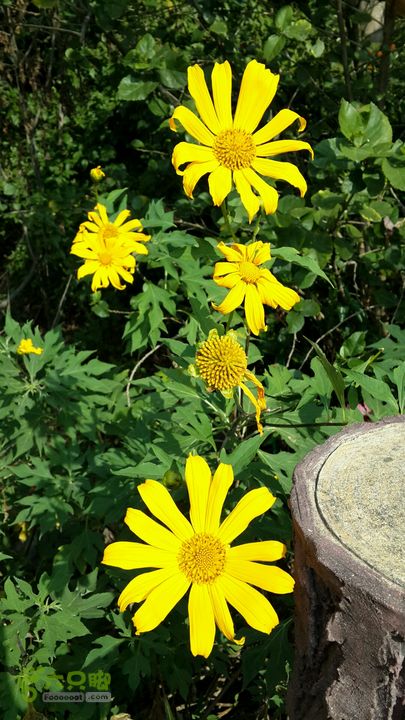 万石园林植物园（东门、国防园、花卉园、北门）2013-12-07 12:56:25