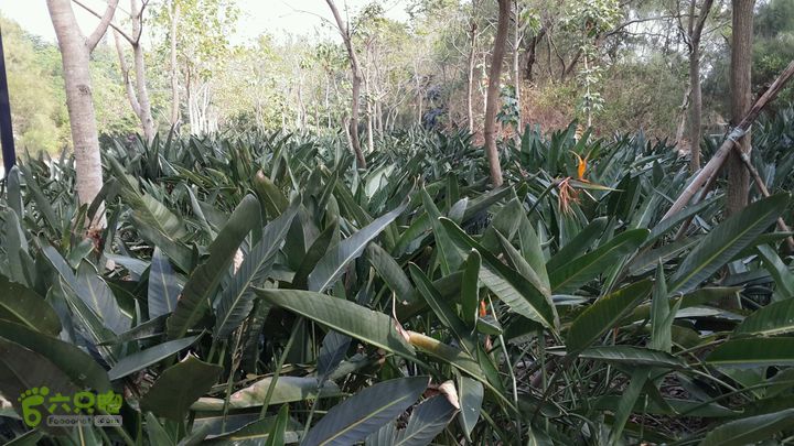 万石园林植物园（东门、国防园、花卉园、北门）2013-12-07 12:59:31