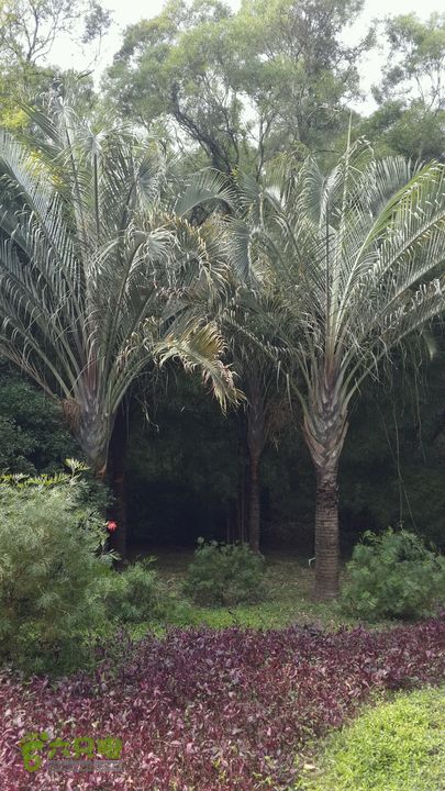 万石园林植物园（东门、国防园、花卉园、北门）2013-12-07 13:24:03