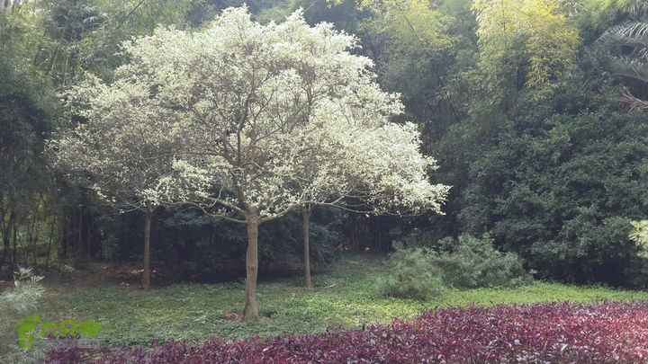 万石园林植物园（东门、国防园、花卉园、北门）2013-12-07 13:24:42