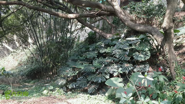 万石园林植物园（东门、国防园、花卉园、北门）2013-12-07 13:25:31