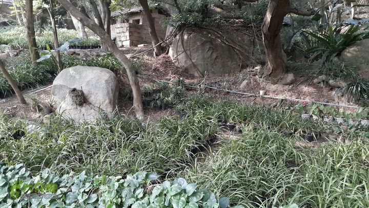 万石园林植物园（东门、国防园、花卉园、北门）2013-12-07 13:32:25