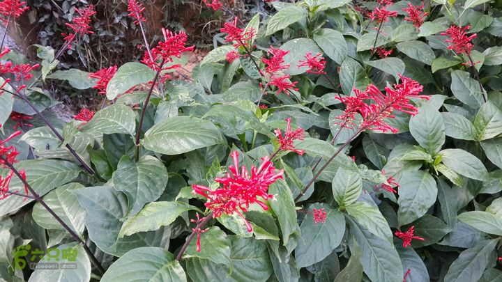 万石园林植物园（东门、国防园、花卉园、北门）2013-12-07 13:35:05