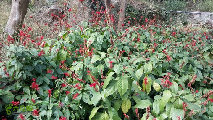 万石园林植物园（东门、国防园、花卉园、北门）2013-12-07 13:35:34