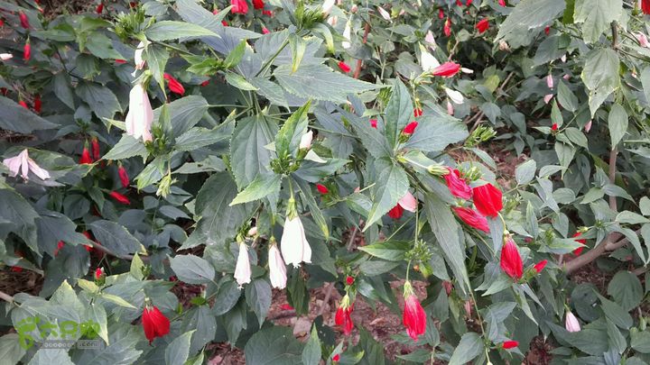 万石园林植物园（东门、国防园、花卉园、北门）2013-12-07 13:36:23