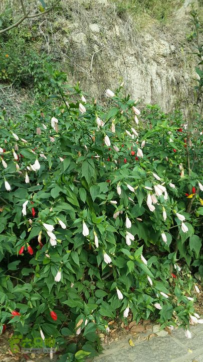 万石园林植物园（东门、国防园、花卉园、北门）2013-12-07 13:36:48