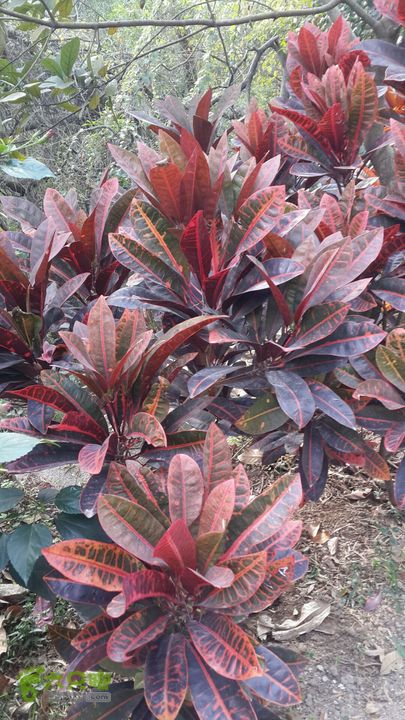 万石园林植物园（东门、国防园、花卉园、北门）2013-12-07 13:37:14