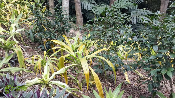 万石园林植物园（东门、国防园、花卉园、北门）2013-12-07 13:40:32