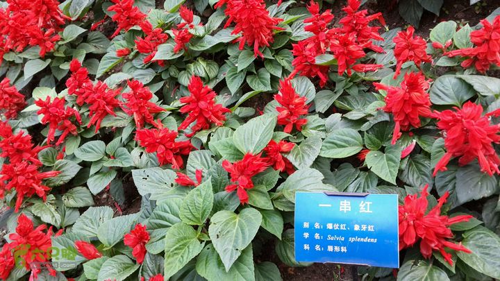 万石园林植物园（东门、国防园、花卉园、北门）2013-12-07 13:41:17