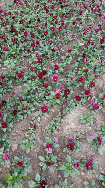 万石园林植物园（东门、国防园、花卉园、北门）2013-12-07 13:43:29