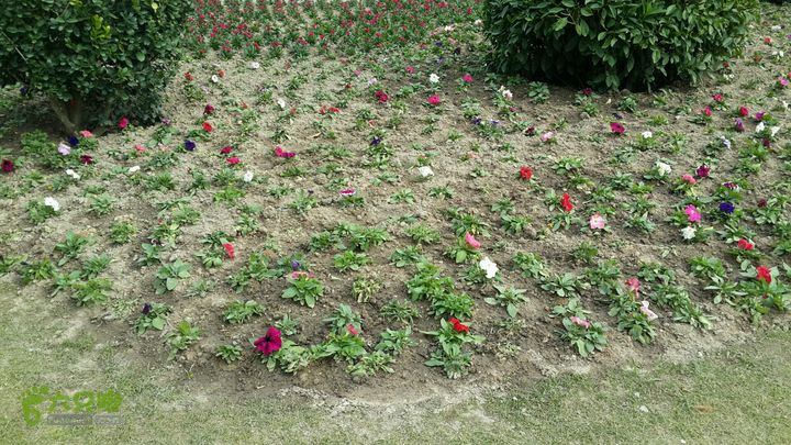 万石园林植物园（东门、国防园、花卉园、北门）2013-12-07 13:44:06