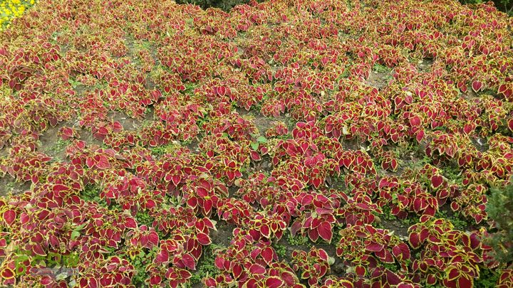 万石园林植物园（东门、国防园、花卉园、北门）2013-12-07 13:48:47