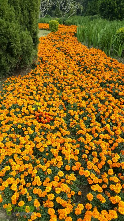 万石园林植物园（东门、国防园、花卉园、北门）2013-12-07 14:04:53