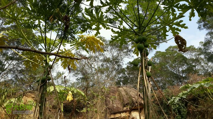 万石园林植物园（东门、国防园、花卉园、北门）2013-12-07 14:24:23