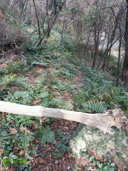 龙头岙经东盘山到瑞岩寺单人行上山途中，你懂的