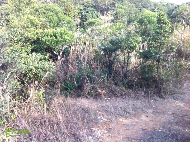 重登排牙山：高大村-排牙山-坪埔村已绕到山峰的后面，岔路口左转，沿山谷下山。