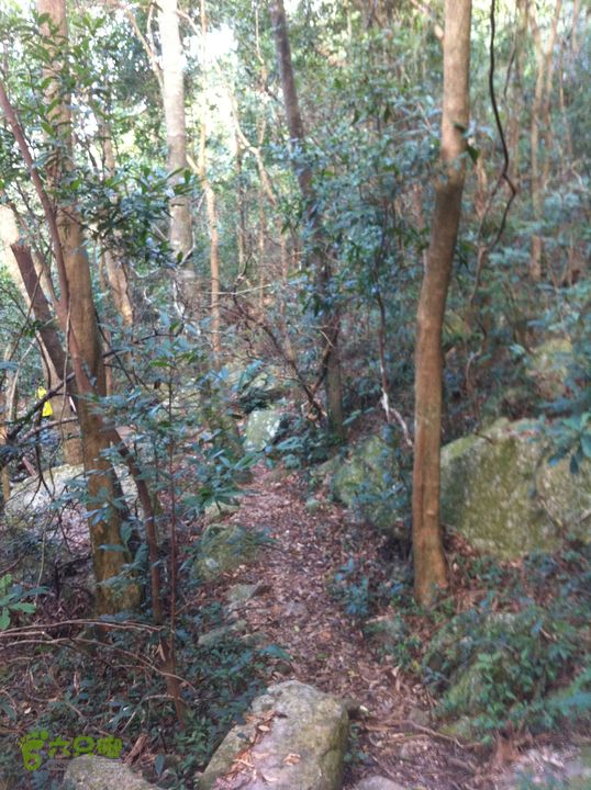 重登排牙山：高大村-排牙山-坪埔村下山的路，很不错。
