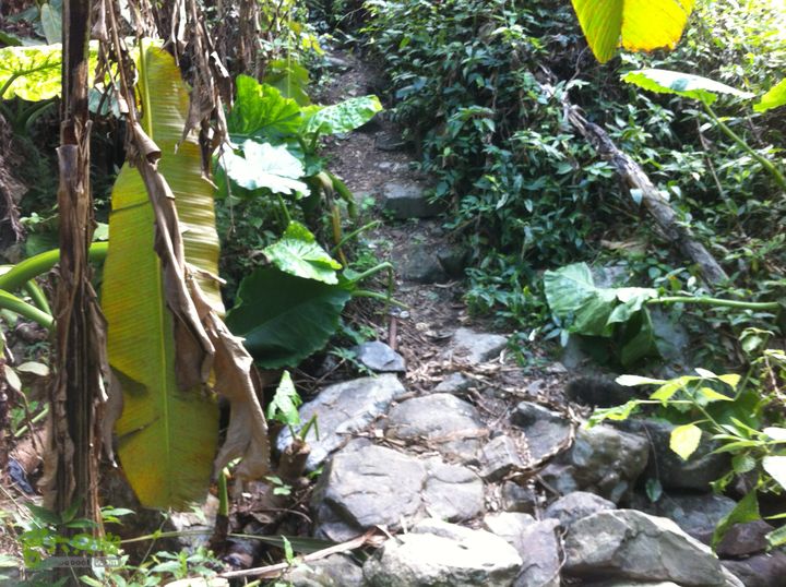 重登排牙山：高大村-排牙山-坪埔村快到出口。